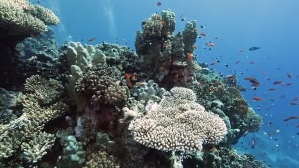 Підводні Барвисті Коралові Рифи Школою Риб Тропічна Блакитна Морська Вода — стокове відео