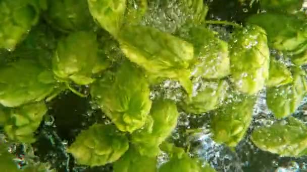 Super Zpomalený Pohyb Padajících Čerstvých Chmelových Šišek Vody Pod Vodou — Stock video