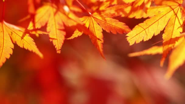 Super Slow Motion Autumn Maple Leaves Wavering Macro Shot Filmed — Stock Video