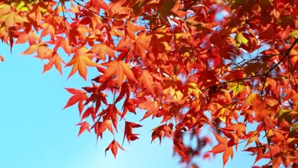秋天红枫叶摇曳落落的超级慢动作 宏观射击 在高速电影摄影机上拍摄 1000 Fps 美丽的秋色背景 — 图库视频影像