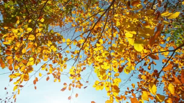 Super Câmera Lenta Queda Outono Folhas Faia Perspectiva Final Deixa — Vídeo de Stock