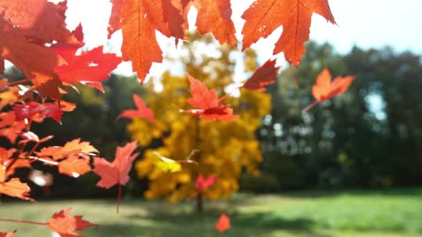 秋のスーパースローモーション レッドメープルは波打ちと落下を残します マクロショット 高速シネマカメラ 1000 Fpsで撮影されました 美しい秋のムーディー色の背景 — ストック動画