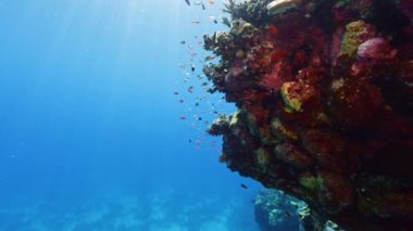 Sualtı Renkli Tropikal Mercan Resifi ve Balık Okulu. Tropik mavi deniz suyu. Mercan Bahçesi Deniz Burnu. Ağır çekim. Kızıl Deniz, Mısır. Sualtı Dünya Hayatı. Tropik sualtı deniz manzarası.