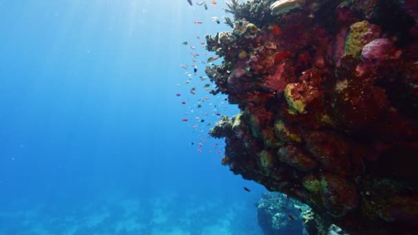 Recife Coral Tropical Colorido Subaquático Com Escola Peixes Água Mar — Vídeo de Stock
