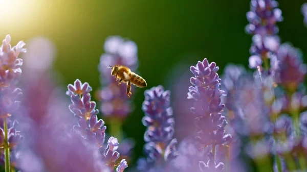 Macro Shot Bee Gathering Pollen Lavender Beautiful Detail Sunset Light — Stock Photo, Image