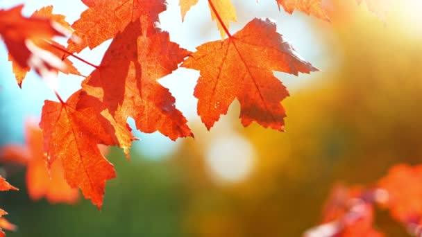 Super Slow Motion Autumn Red Maple Leaves Wavering Falling Macro — Stock Video
