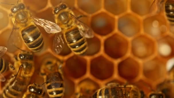 Pszczoły Spacerujące Plastrze Miodu Niosące Miód Makro Udomowionego Owada Pszczelarza — Wideo stockowe