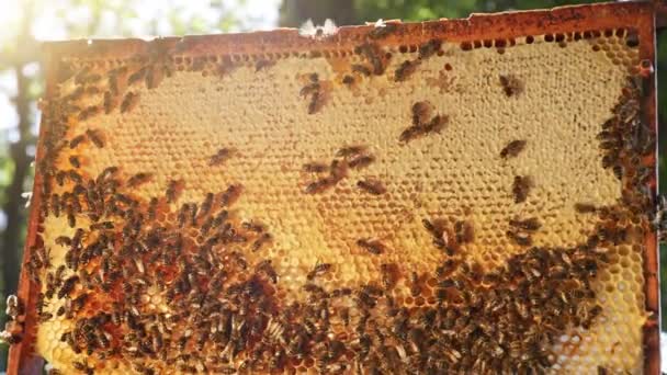 Bin Går Bikaka Och Bär Honung Makrofoto Domesticerad Insekt Biodlare — Stockvideo