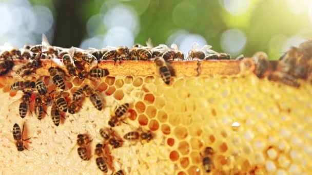 蜂はハニーコムとキャリーハニーを歩いています 国内の昆虫 養蜂家 農民の生活のマクロショット — ストック動画