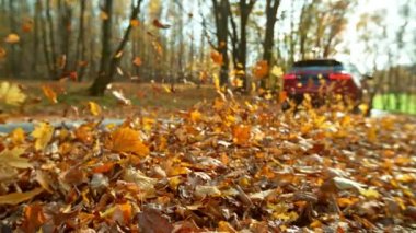 Sonbahar yapraklarında çalışan arabanın çok yavaş çekimleri. Yüksek hızlı sinema kamerasıyla çekilmiş. Hız rampası etkisi.