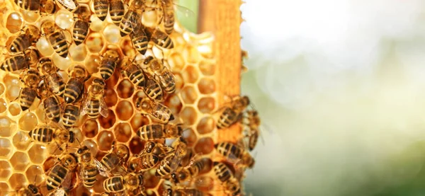 Méhek Méhsejtszerkezeten Méhészetben Késő Nyáron Hexagonális Sejtek Méhészeti Méhészeti Koncepció — Stock Fotó