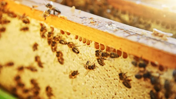 Pszczoły Miodne Plastrze Miodu Pasiece Późnym Latem Komórki Sześciokątne Tle — Zdjęcie stockowe