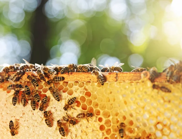 夏末蜂窝上的蜜蜂 用于蚜虫和养蜂概念背景的六角形细胞 — 图库照片