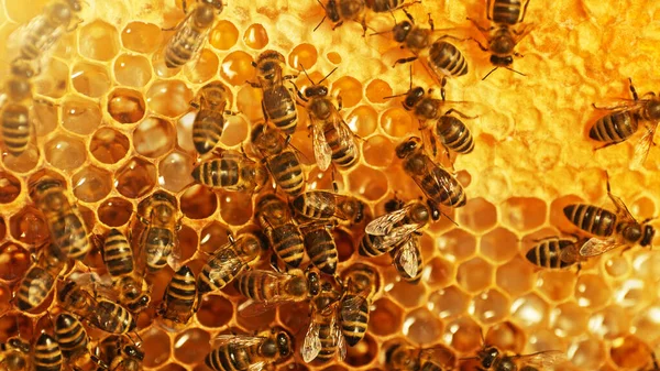Κοντινό Πλάνο Μελισσών Κηρήθρα Εξαγωνικά Κύτταρα Για Φόντο Μελισσοκομικής Και — Φωτογραφία Αρχείου