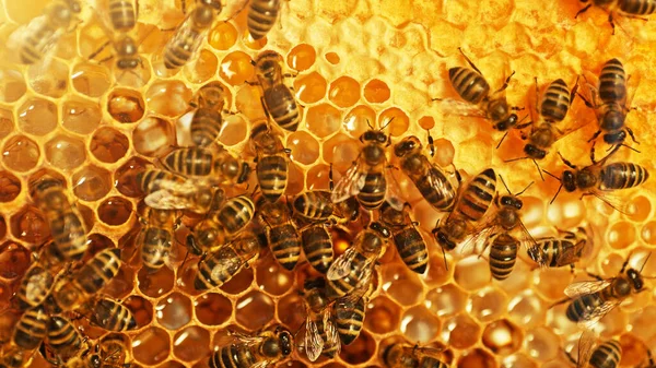 Крупним Планом Медоносних Бджіл Восковому Стільці Гексагональними Клітинами Пасіки Бджільництва — стокове фото