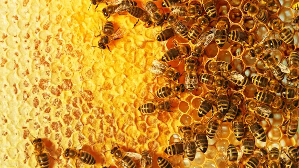 Closeup Honey Bees Wax Honeycomb Hexagonal Cells Apiary Beekeeping Concept — Stock Photo, Image