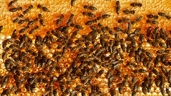 Крупный План Медоносных Пчел Восковых Сотах Шестиугольными Клетками Пасеки Пчеловодства — стоковое фото