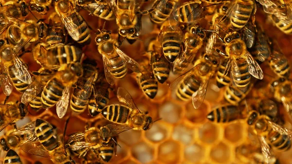 Closeup Honey Bees Wax Honeycomb Hexagonal Cells Apiary Beekeeping Concept — Stock Photo, Image