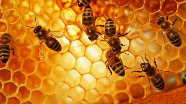 Nahaufnahme Von Honigbienen Auf Wachswaben Mit Sechseckigen Zellen Für Bienenhaltung — Stockfoto