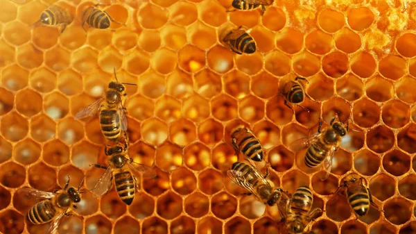 Zbliżenie Pszczół Miodnych Plastra Miodu Woskowego Sześciokątnymi Komórkami Kontekście Koncepcji — Zdjęcie stockowe
