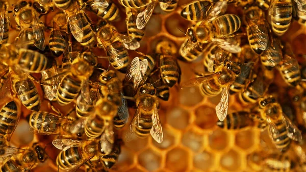 Zbliżenie Pszczół Miodnych Plastra Miodu Woskowego Sześciokątnymi Komórkami Kontekście Koncepcji — Zdjęcie stockowe