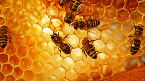 Méhek Közelsége Viaszos Méhsejteken Méhészeti Méhészeti Koncepció Hátteréhez Hatszögletű Sejtekkel — Stock Fotó