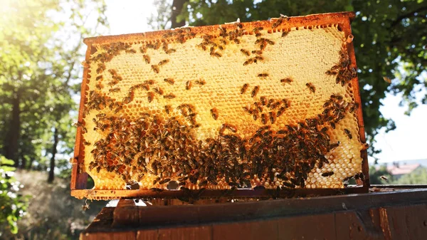 Honningbier Honeycomb Bigården Sidst Sommeren Sekskantede Celler Til Biavls Biavlsbegrebet - Stock-foto