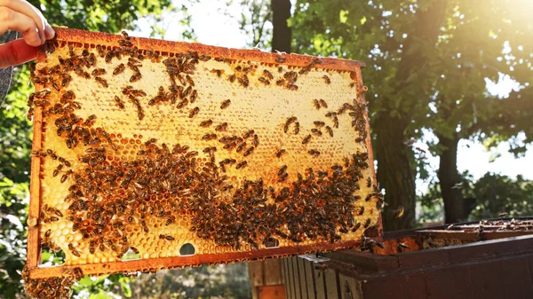 Pszczoły Miodne Plastrze Miodu Pasiece Późnym Latem Komórki Sześciokątne Tle — Zdjęcie stockowe