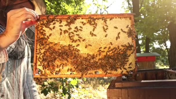 带着蜜蜂的养蜂人走在蜂窝上 抱着蜂蜜 国产昆虫 养蜂人和农民生活的宏观镜头 — 图库视频影像