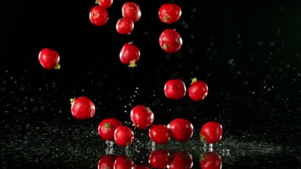 Super Slow Motion Falling Radish Water Isolated Black Background Filmed — Stock Video