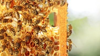 Arılar bal peteği üzerinde yürür ve bal taşır. Evcilleştirilmiş Böcek, Arıcı ve Çiftçi Yaşamının Makro Çekimi.