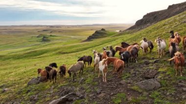 Aerial Panoramic Footage of Wild Horses, Iceland. Slow Motion Drone 4k Footage, Rural Landscape.