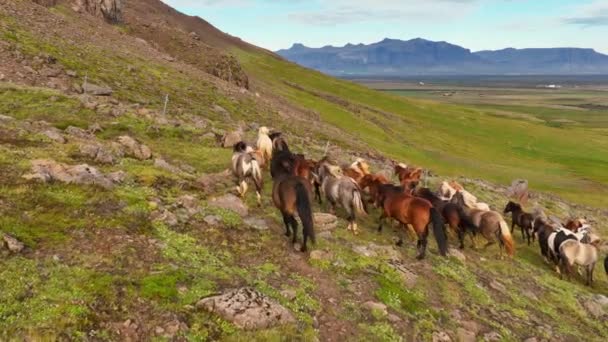 Αεροπλάνα Από Άγρια Άλογα Ισλανδία Αργή Κίνηση Drone Πλάνα Αγροτικό — Αρχείο Βίντεο