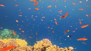 Sualtı Renkli Tropikal Mercan Resifi ve Balık Okulu. Tropik mavi deniz suyu. Mercan Bahçesi Deniz Burnu. Ağır çekim. Kızıl Deniz, Mısır. Sualtı Dünya Hayatı. Tropik sualtı deniz manzarası.