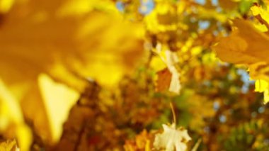 Sonbahar akçaağaç yapraklarının mavi gökyüzüne doğru düşüşünün süper yavaş çekimi. Yüksek hızlı sinema kamerası, 1000 fps..