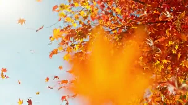 秋の超スローモーションメイプルは青空に向かって葉を出します 高速フィルムカメラで撮影しました — ストック動画