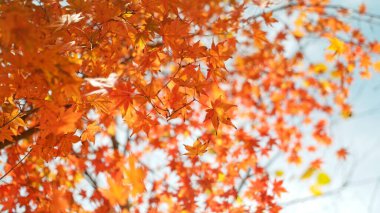 Turkuaz gökyüzünün arka planında kırmızı ve turuncu sonbahar yaprakları var. Çok sığ bir odak. Sonbahar ormanlarında renkli yapraklar. Sonbahar teması için mükemmel bir arkaplan.