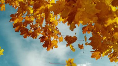 Sonbahar akçaağaç yapraklarının mavi gökyüzüne doğru düşüşünün süper yavaş çekimi. Yüksek hızlı sinema kamerası, 1000 fps..