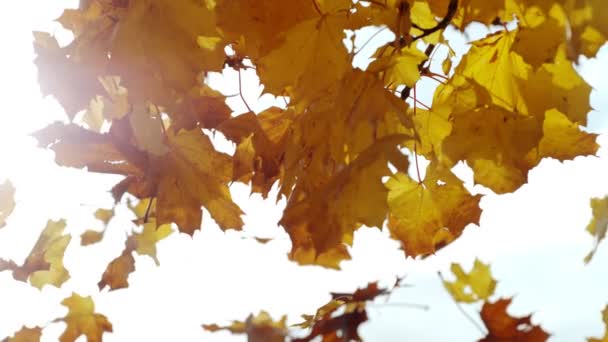 Super Slow Motion Falling Autumn Maple Leaves White Background Girato — Video Stock