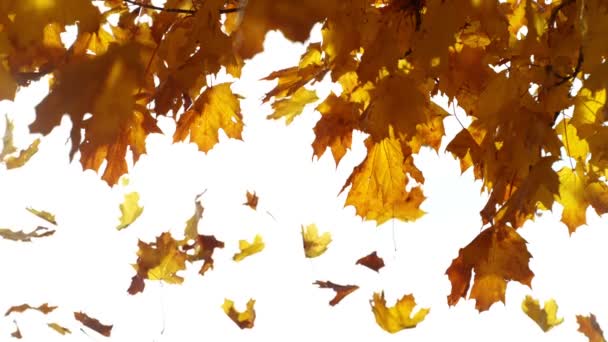 Super Slow Motion Falling Autumn Maple Folhas Contra Fundo Branco — Vídeo de Stock