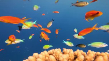 Sualtı Renkli Tropikal Mercan Resifi ve Balık Okulu. Tropik mavi deniz suyu. Mercan Bahçesi Deniz Burnu. Ağır çekim. Kızıl Deniz, Mısır. Sualtı Dünya Hayatı. Tropik sualtı deniz manzarası.
