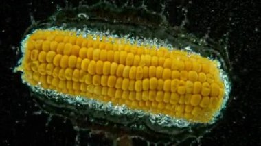 Bütün mısırı suya düşürmenin süper yavaş çekimi. Siyah arka planda izole edilmiş. Yüksek hızlı sinema kamerası, 1000fps.