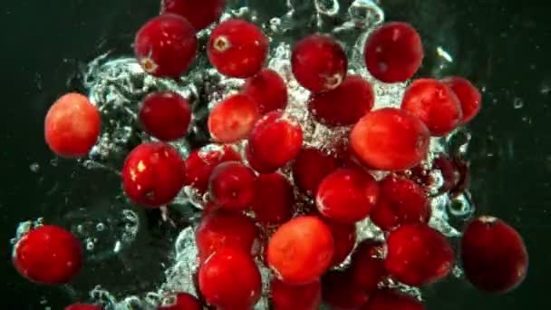 Super Slow Motion Falling Cranberries Água Fundo Preto Filmado Câmera — Vídeo de Stock