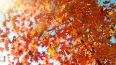 Sonbahar akçaağaç yapraklarının mavi gökyüzüne doğru düşüşünün süper yavaş çekimi. Yüksek hızlı sinema kamerası, 1000 fps..