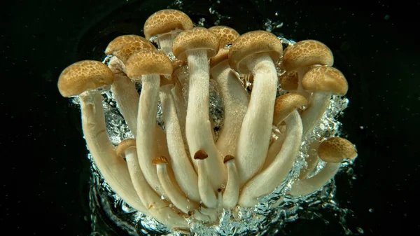 Bunch Fresh Japanese Mushrooms Shimeji Dropped Water Air Bubbles Splashes — Stock Photo, Image