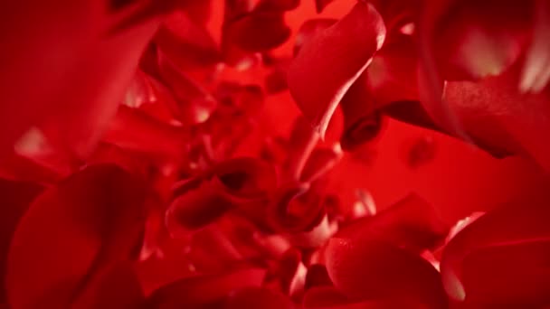 Super Slow Motion Falling Rose Petals Colored Background Camera Placed — Stock Video