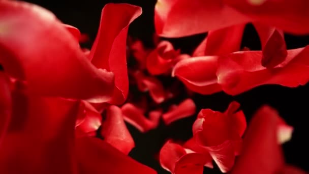 Super Zeitlupe Fallender Rosenblätter Auf Schwarzem Hintergrund Kamera Auf High — Stockvideo