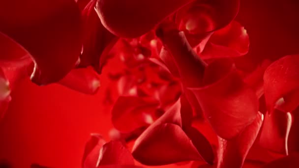 Mouvement Super Lent Des Pétales Rose Tombants Sur Fond Coloré Séquence Vidéo