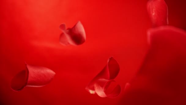 Super Slow Motion Falling Rose Petals Fundo Colorido Câmera Colocada Filmagem De Bancos De Imagens Sem Royalties