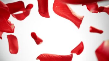 Beyaz Arkaplanda Düşen Gül Yapraklarının Süper Yavaş Hareketi. Kamera Yüksek Hız Cine Robotuna yerleştirildi, Dönüyor. Yüksek Hız Sinema Kamerası, 1000 fp..